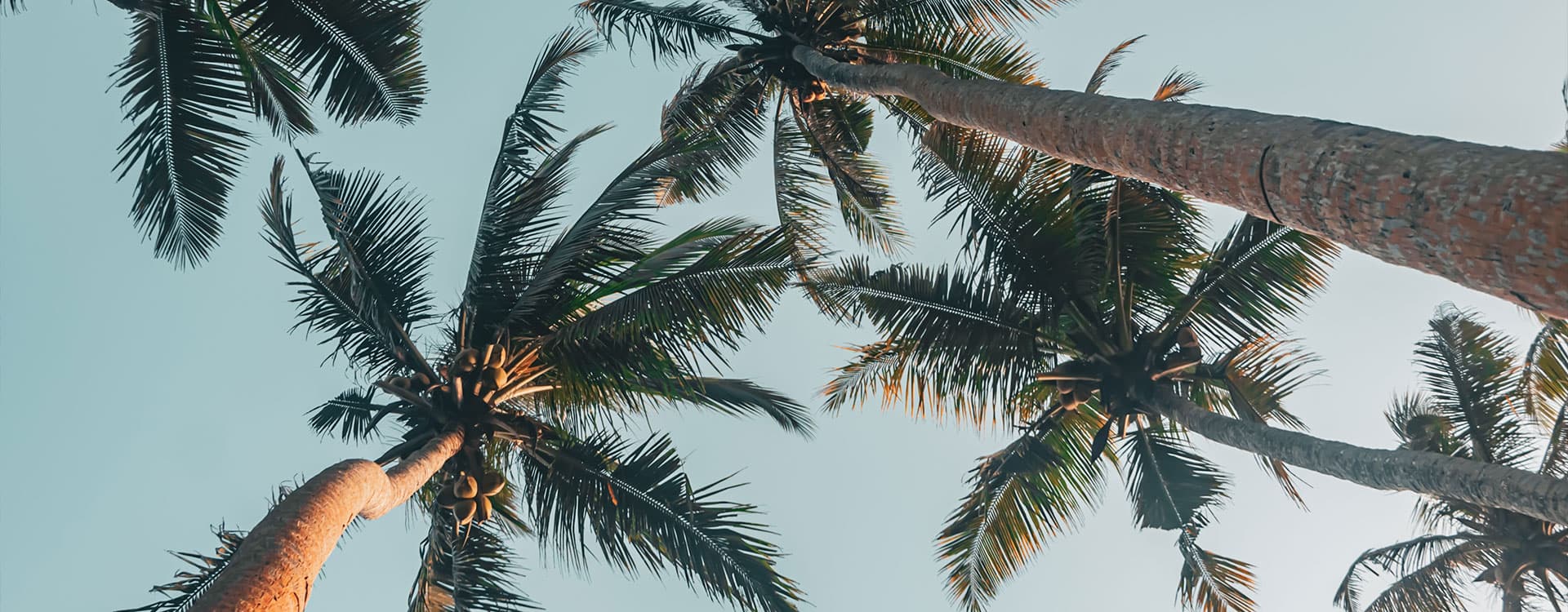 Looking up at palm trees against a soft blue sky in Fort Lauderdale